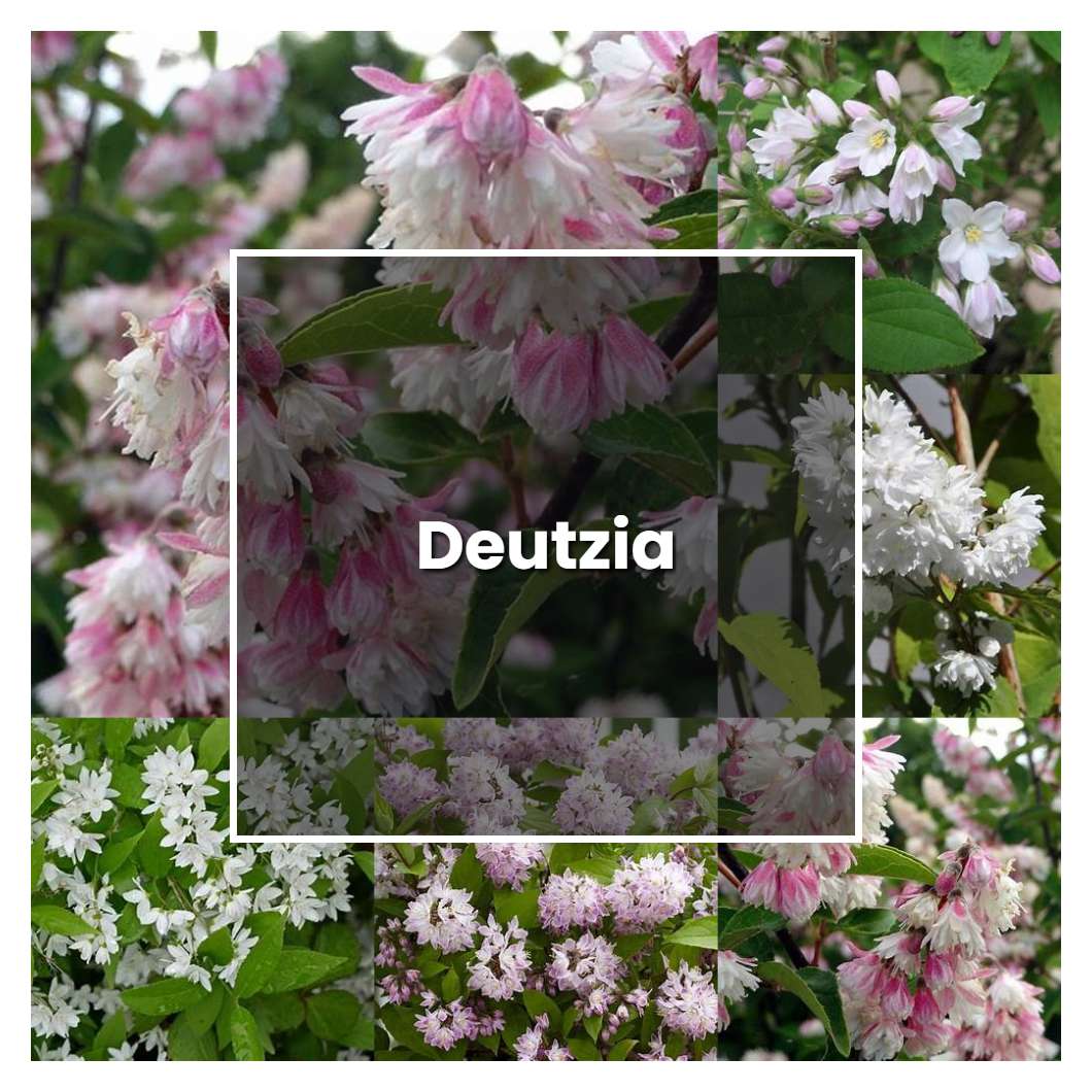 How to Grow Deutzia - Plant Care & Tips