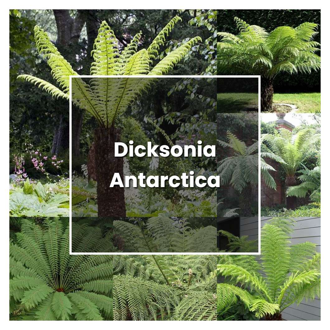 How to Grow Dicksonia Antarctica - Plant Care & Tips