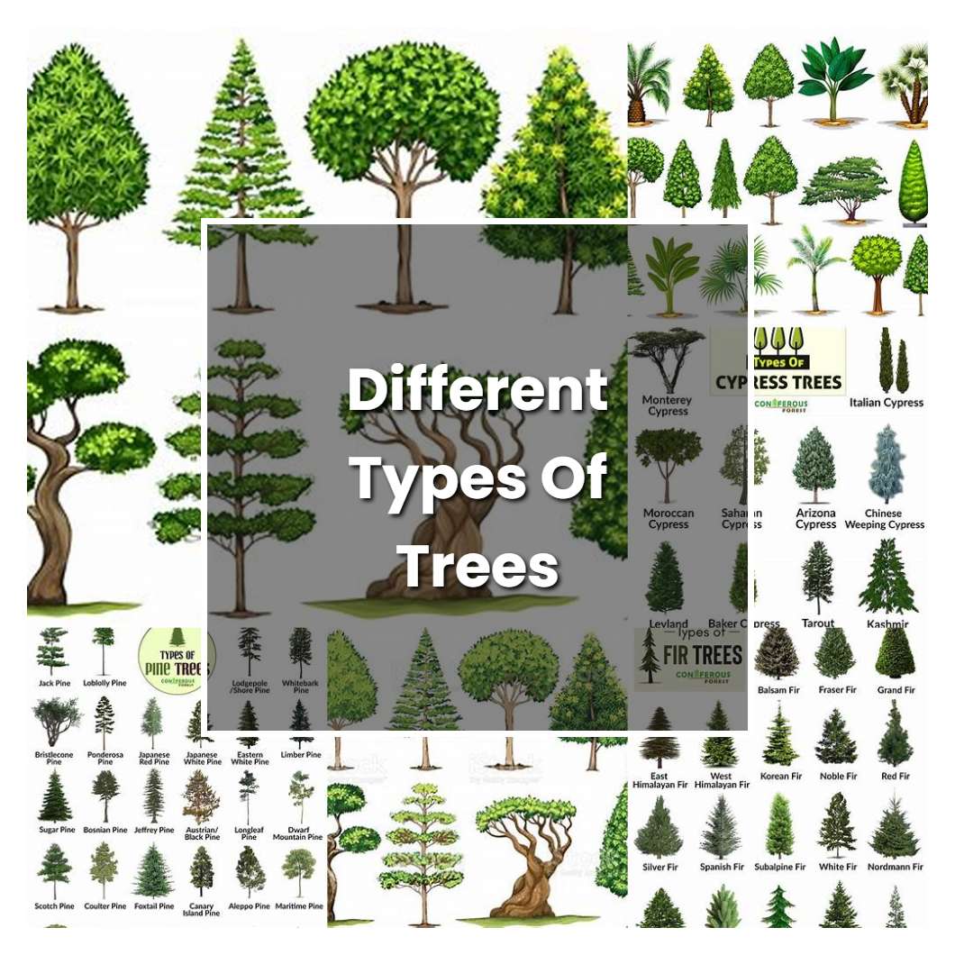 How to Grow Different Types Of Trees - Plant Care & Tips