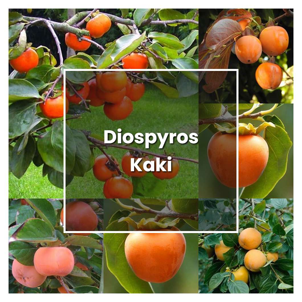 How to Grow Diospyros Kaki - Plant Care & Tips