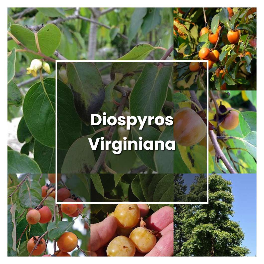 How to Grow Diospyros Virginiana - Plant Care & Tips