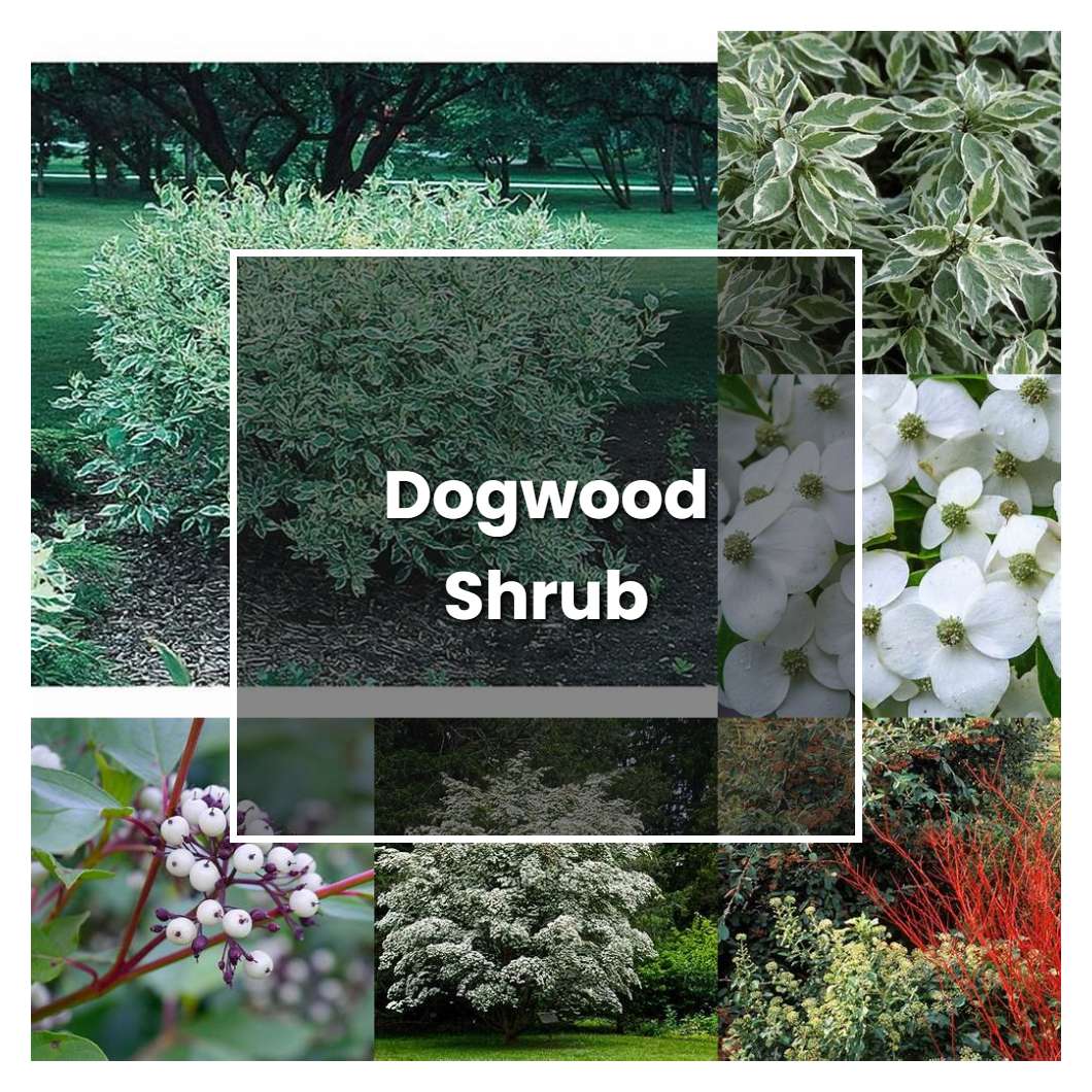 How to Grow Dogwood Shrub - Plant Care & Tips