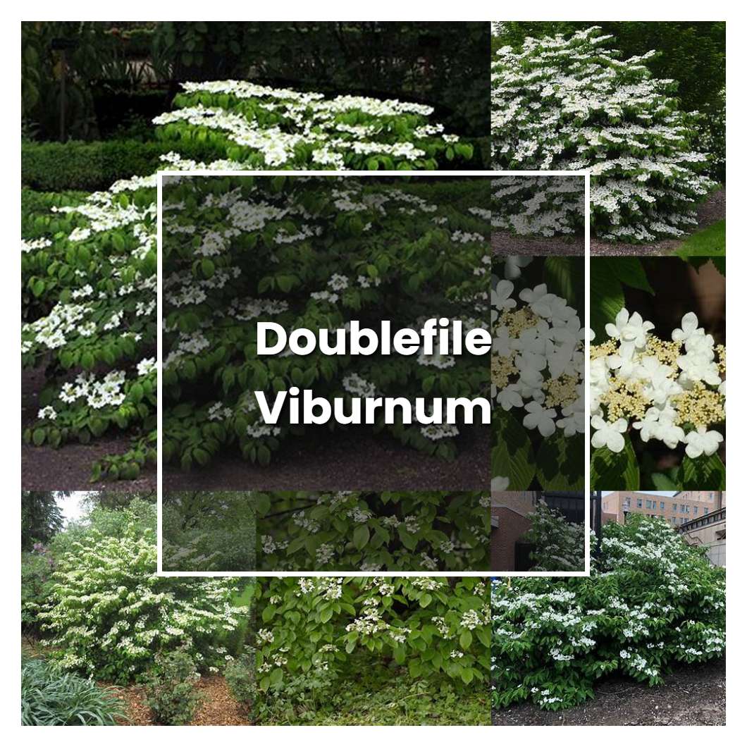 How to Grow Doublefile Viburnum - Plant Care & Tips