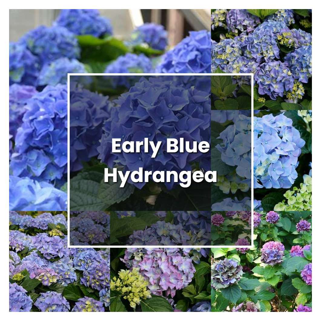 How to Grow Early Blue Hydrangea - Plant Care & Tips