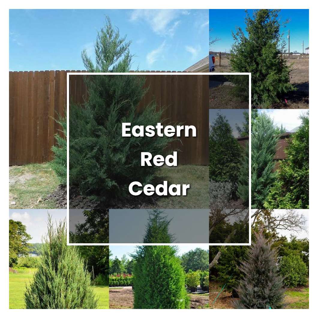 How to Grow Eastern Red Cedar - Plant Care & Tips