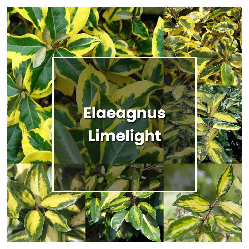 How to Grow Elaeagnus Limelight - Plant Care & Tips