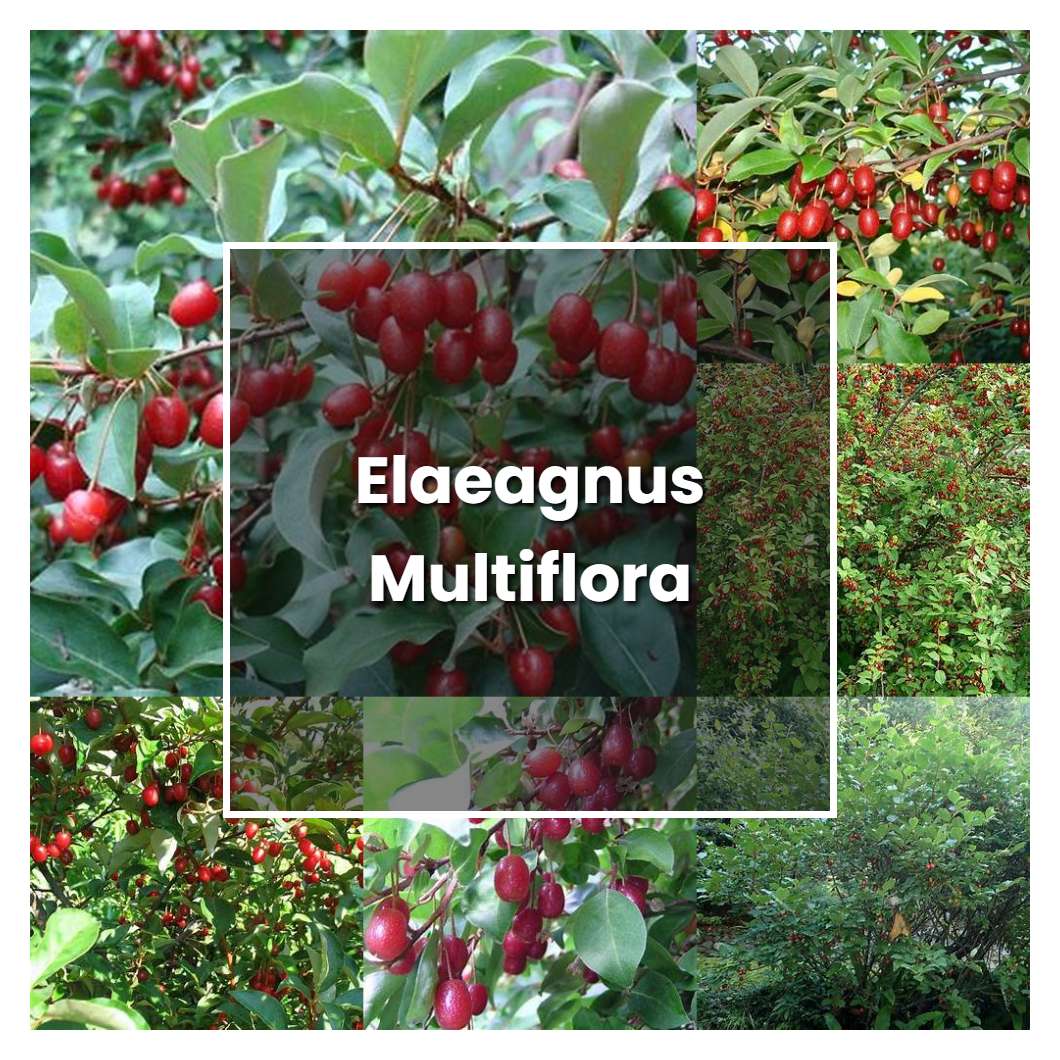 How to Grow Elaeagnus Multiflora - Plant Care & Tips