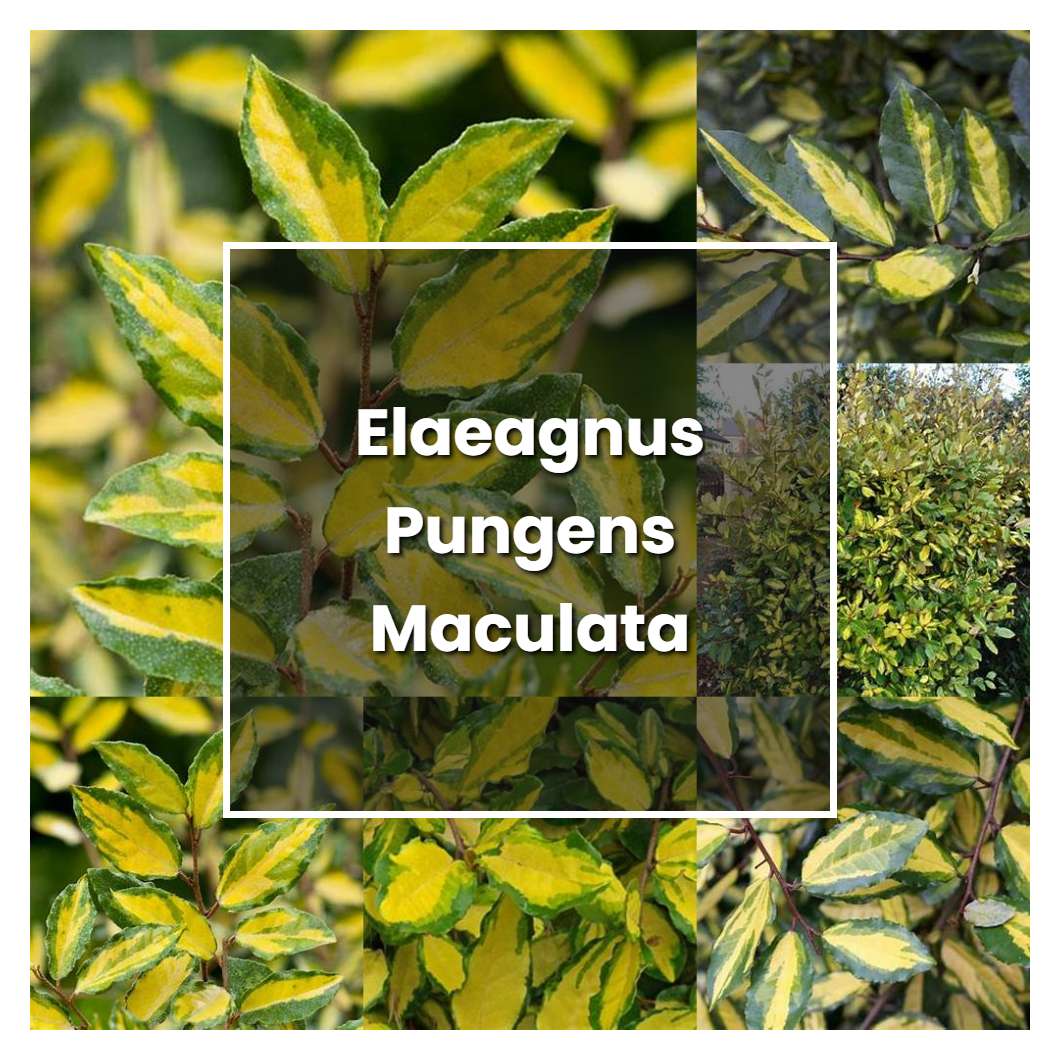 How to Grow Elaeagnus Pungens Maculata - Plant Care & Tips