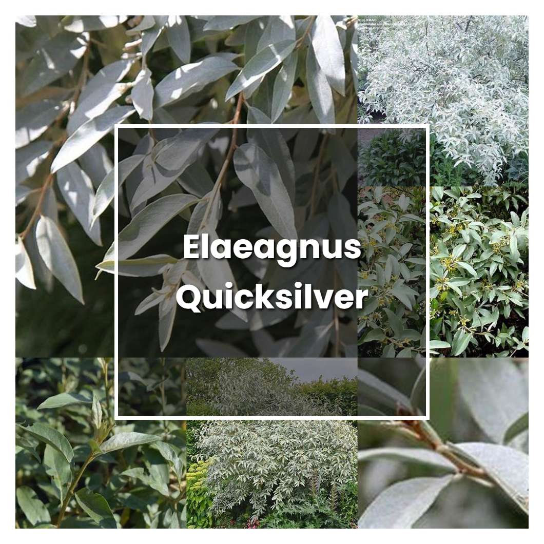How to Grow Elaeagnus Quicksilver - Plant Care & Tips