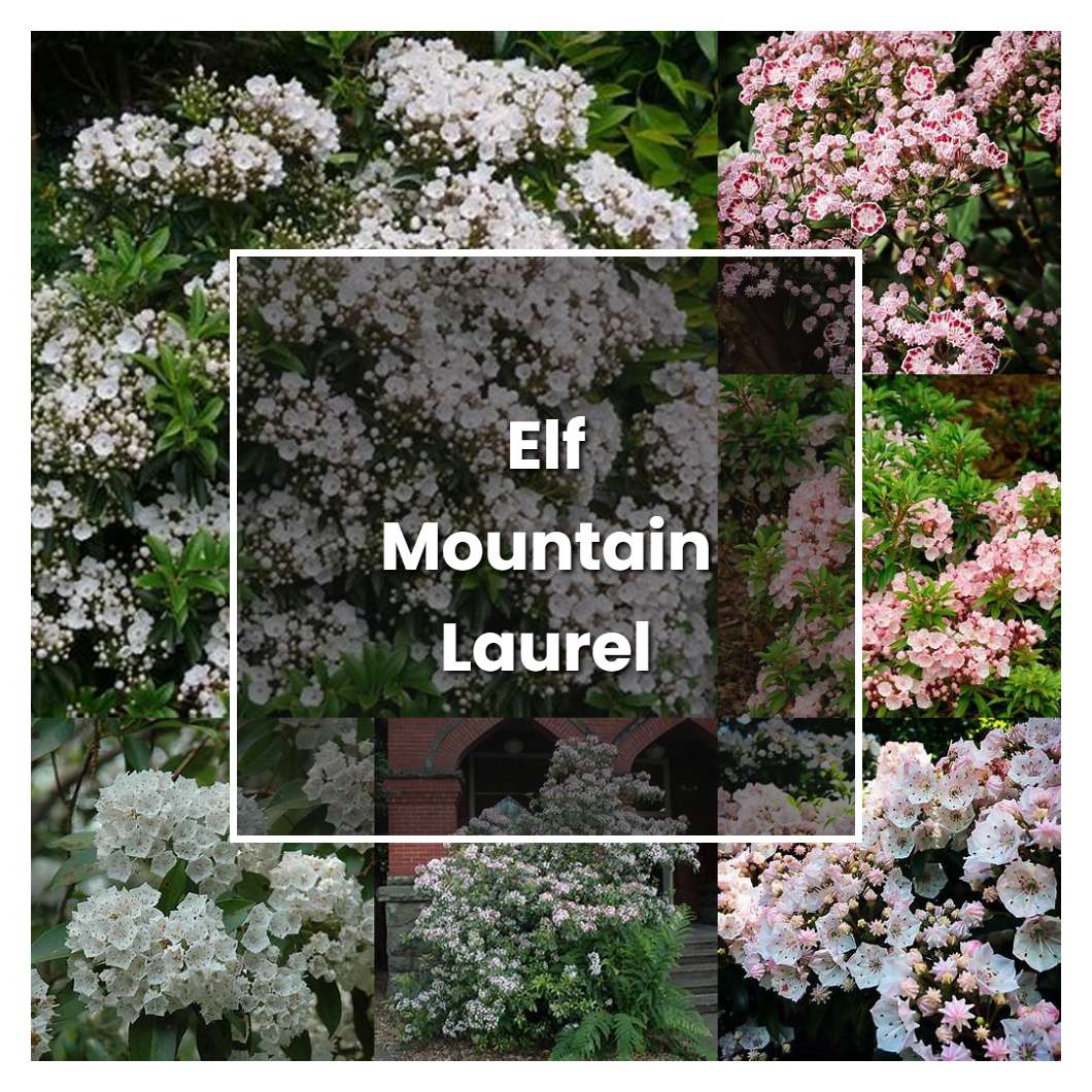 How to Grow Elf Mountain Laurel - Plant Care & Tips
