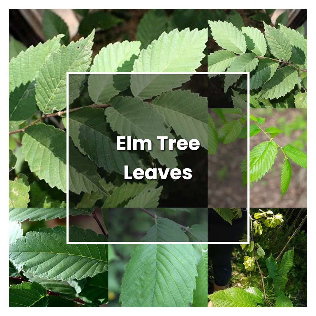 How to Grow Elm Tree Leaves - Plant Care & Tips