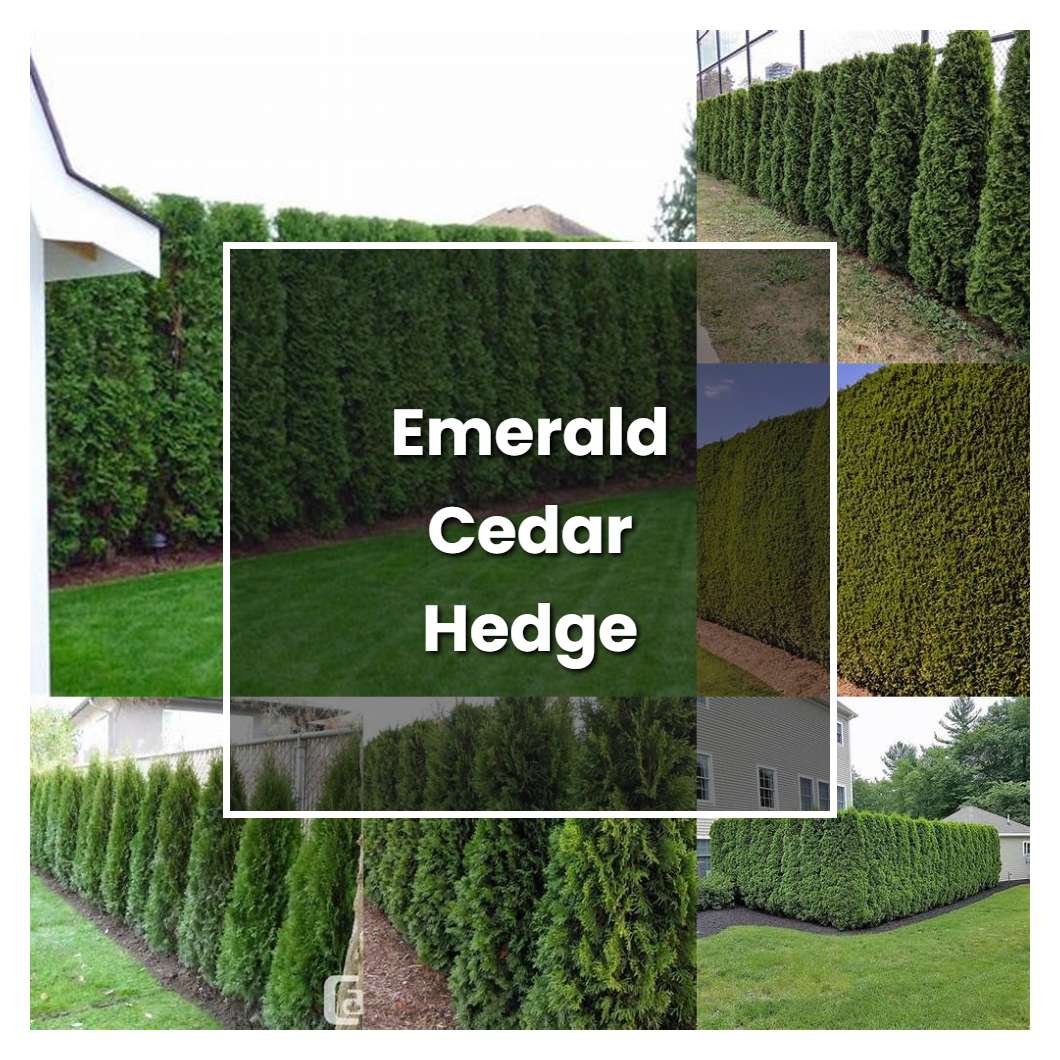 How to Grow Emerald Cedar Hedge - Plant Care & Tips