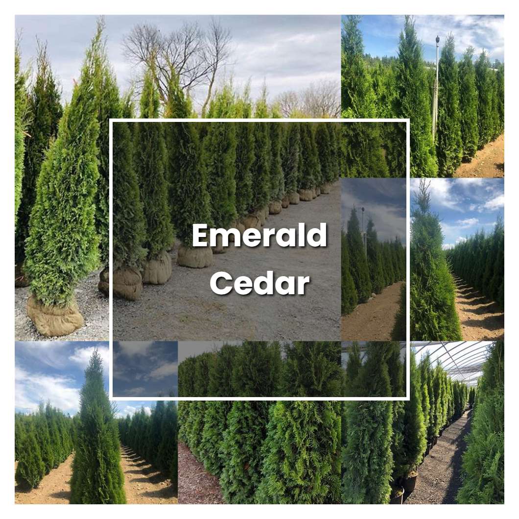 How to Grow Emerald Cedar - Plant Care & Tips