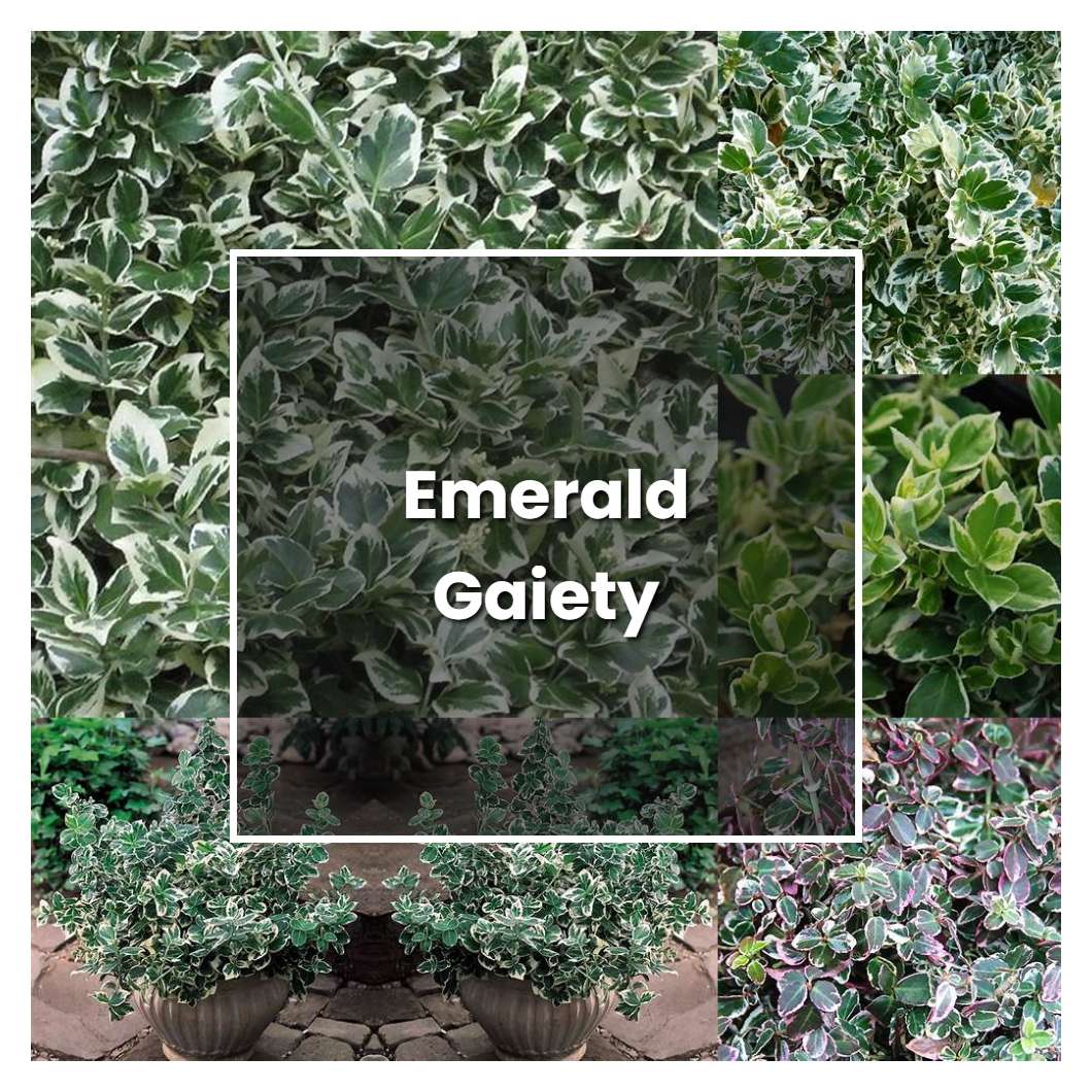 How to Grow Emerald Gaiety - Plant Care & Tips