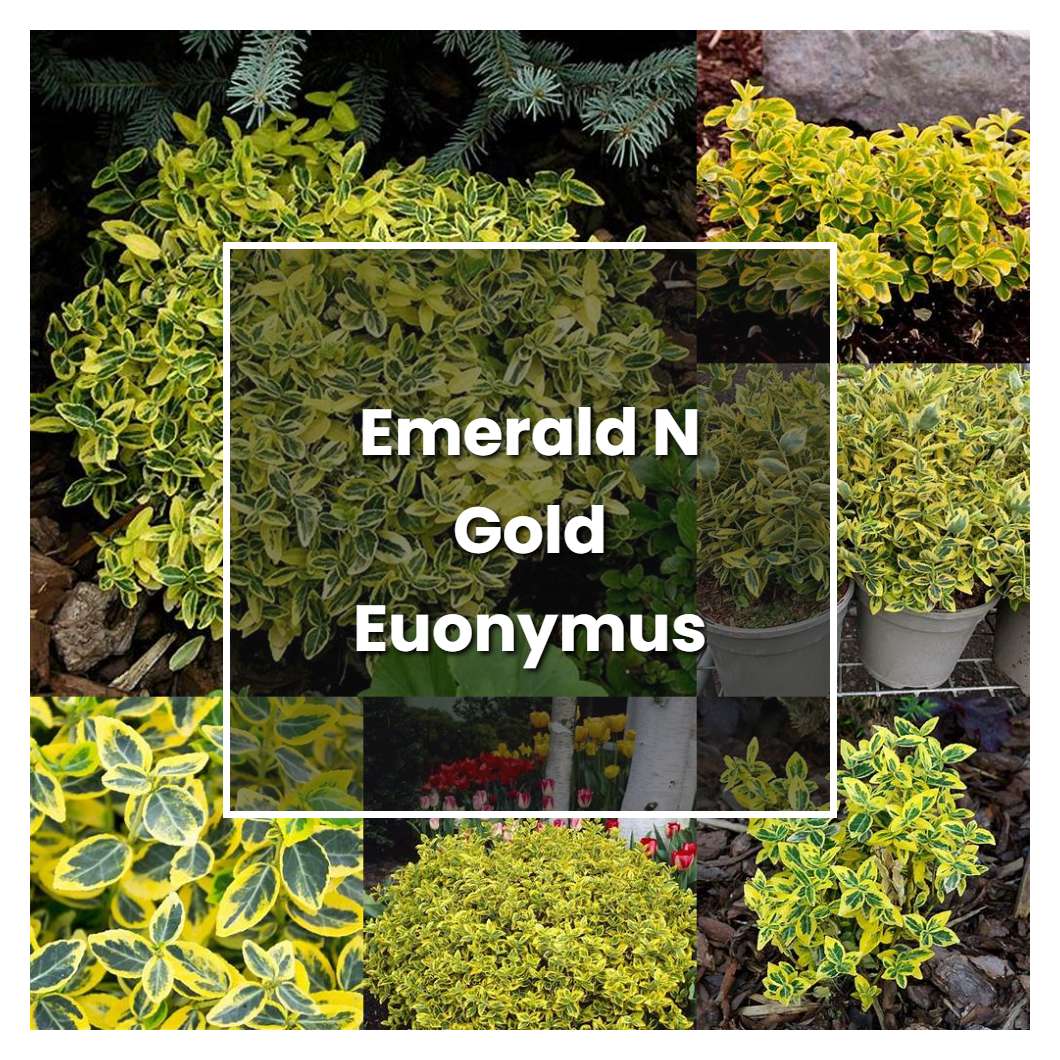 How to Grow Emerald N Gold Euonymus - Plant Care & Tips