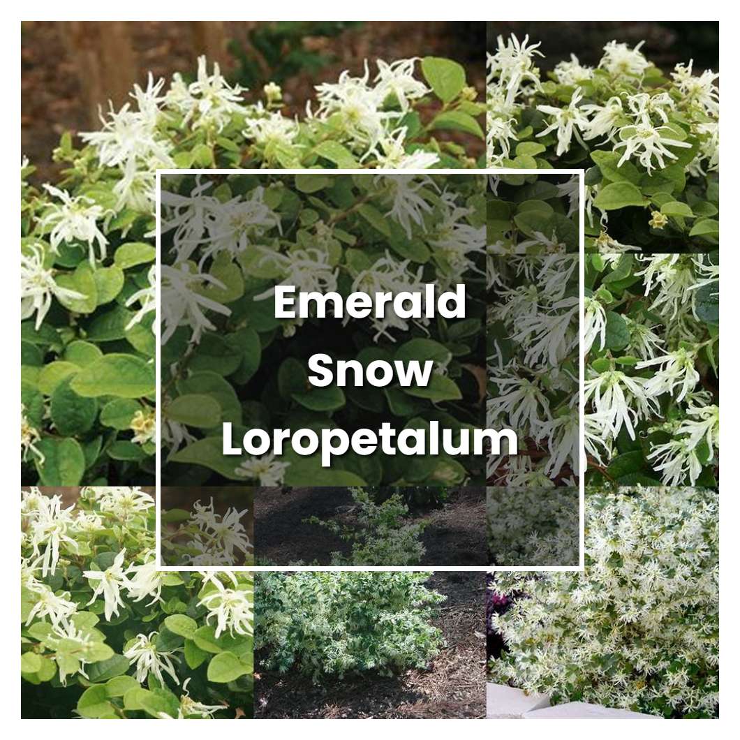 How to Grow Emerald Snow Loropetalum - Plant Care & Tips