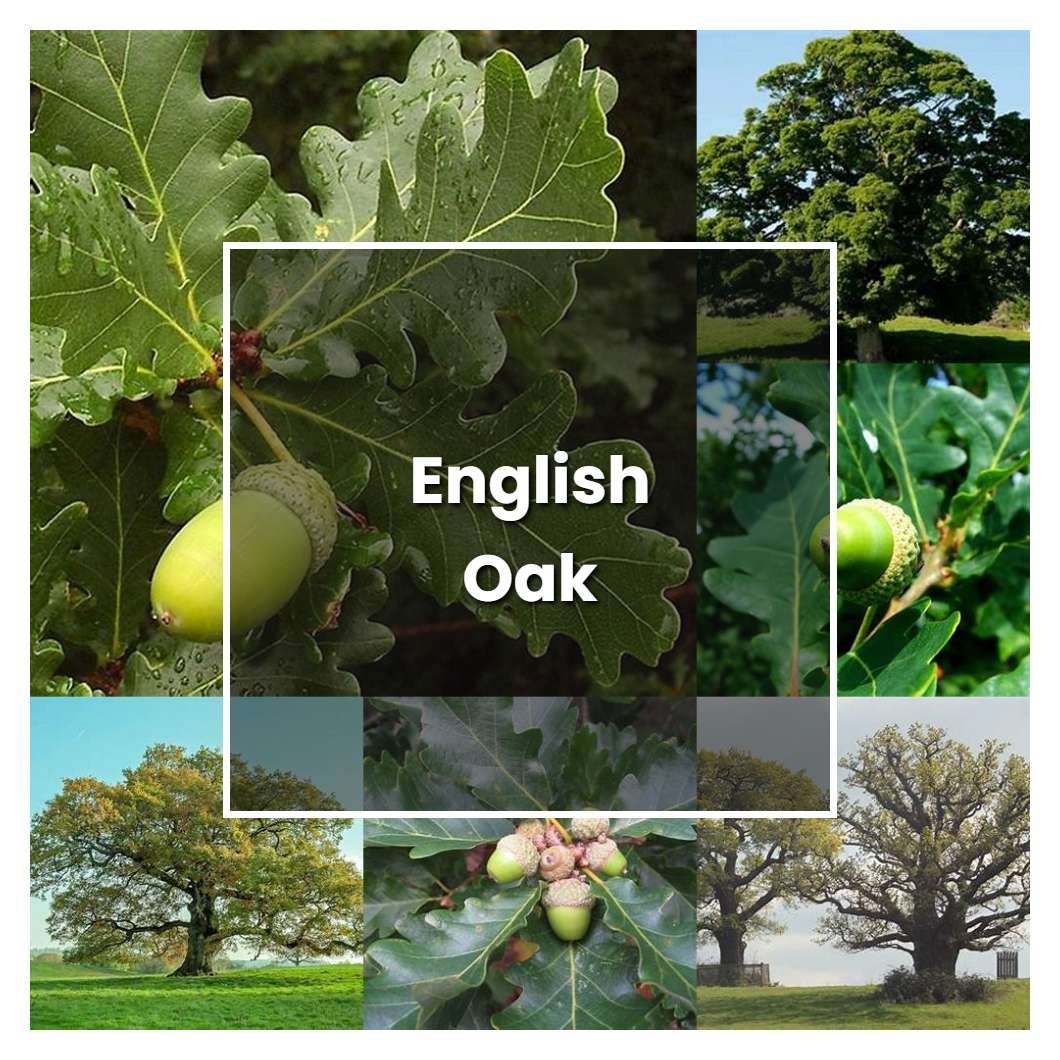 How to Grow English Oak - Plant Care & Tips