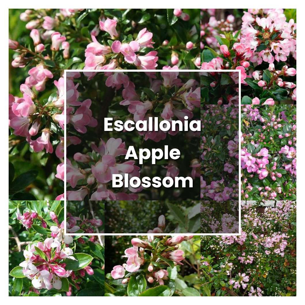 How to Grow Escallonia Apple Blossom - Plant Care & Tips