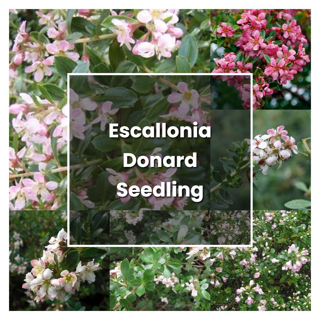 How to Grow Escallonia Donard Seedling - Plant Care & Tips