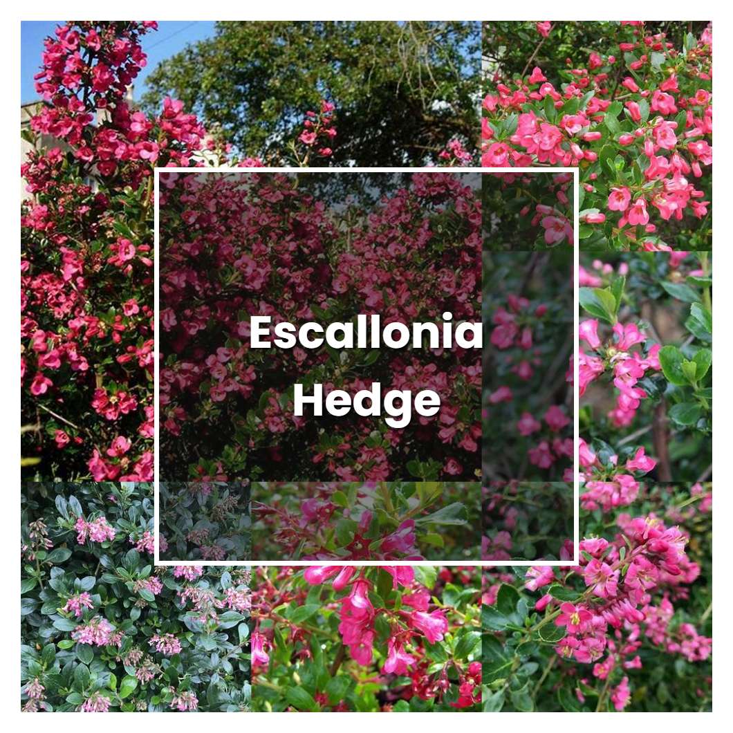 How to Grow Escallonia Hedge - Plant Care & Tips