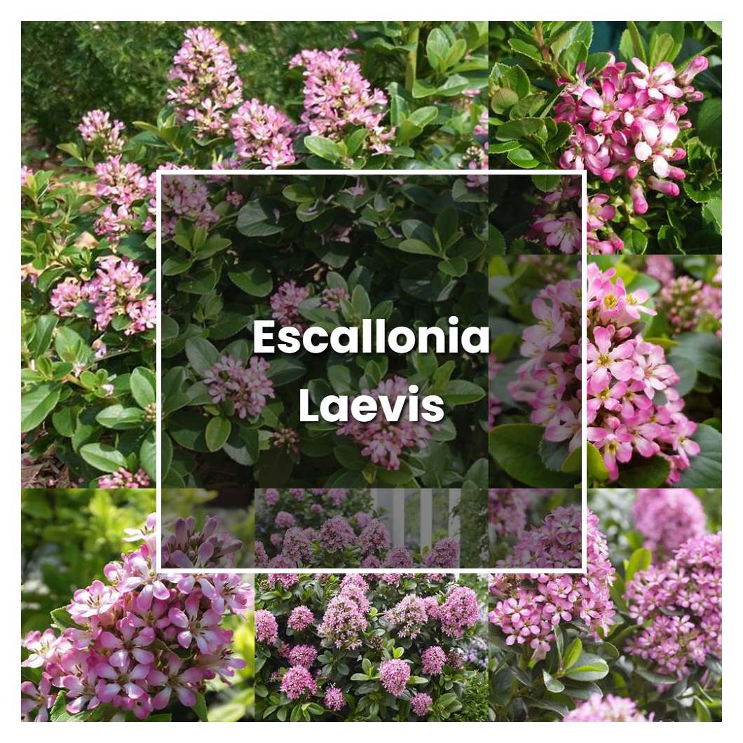 How to Grow Escallonia Laevis - Plant Care & Tips