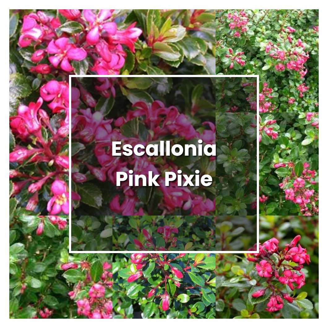 How to Grow Escallonia Pink Pixie - Plant Care & Tips