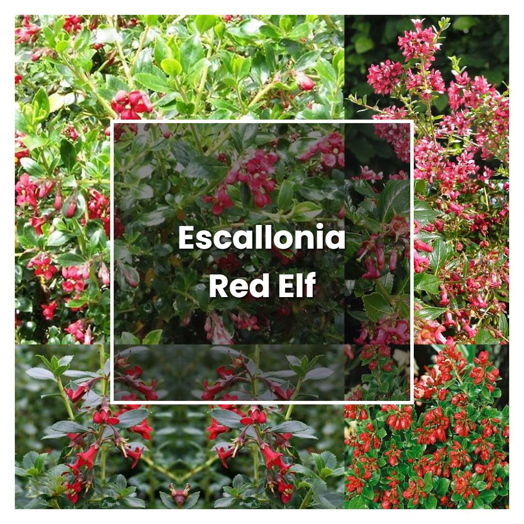 How to Grow Escallonia Red Elf - Plant Care & Tips
