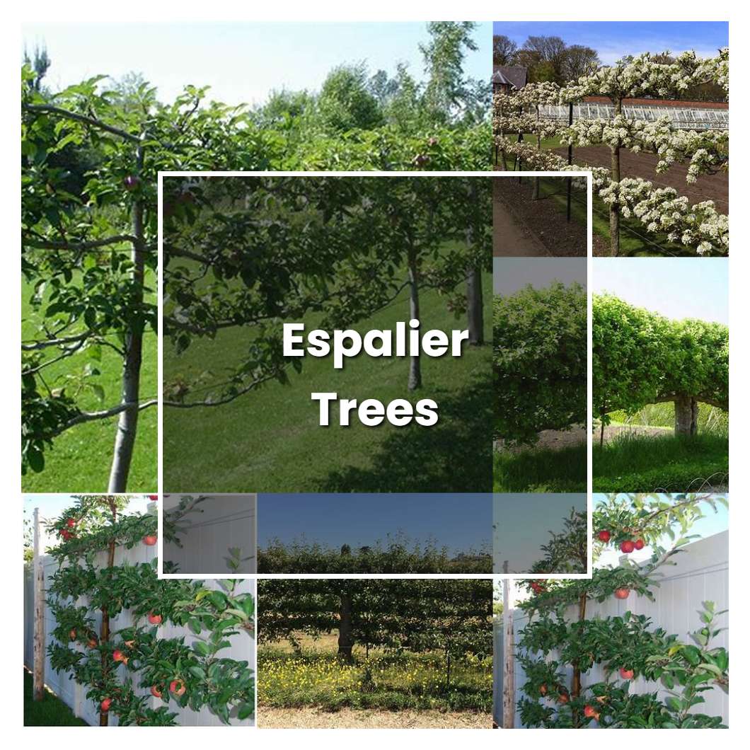 How to Grow Espalier Trees - Plant Care & Tips