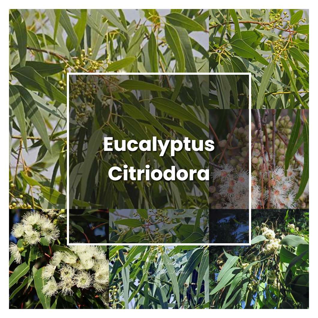 How to Grow Eucalyptus Citriodora - Plant Care & Tips