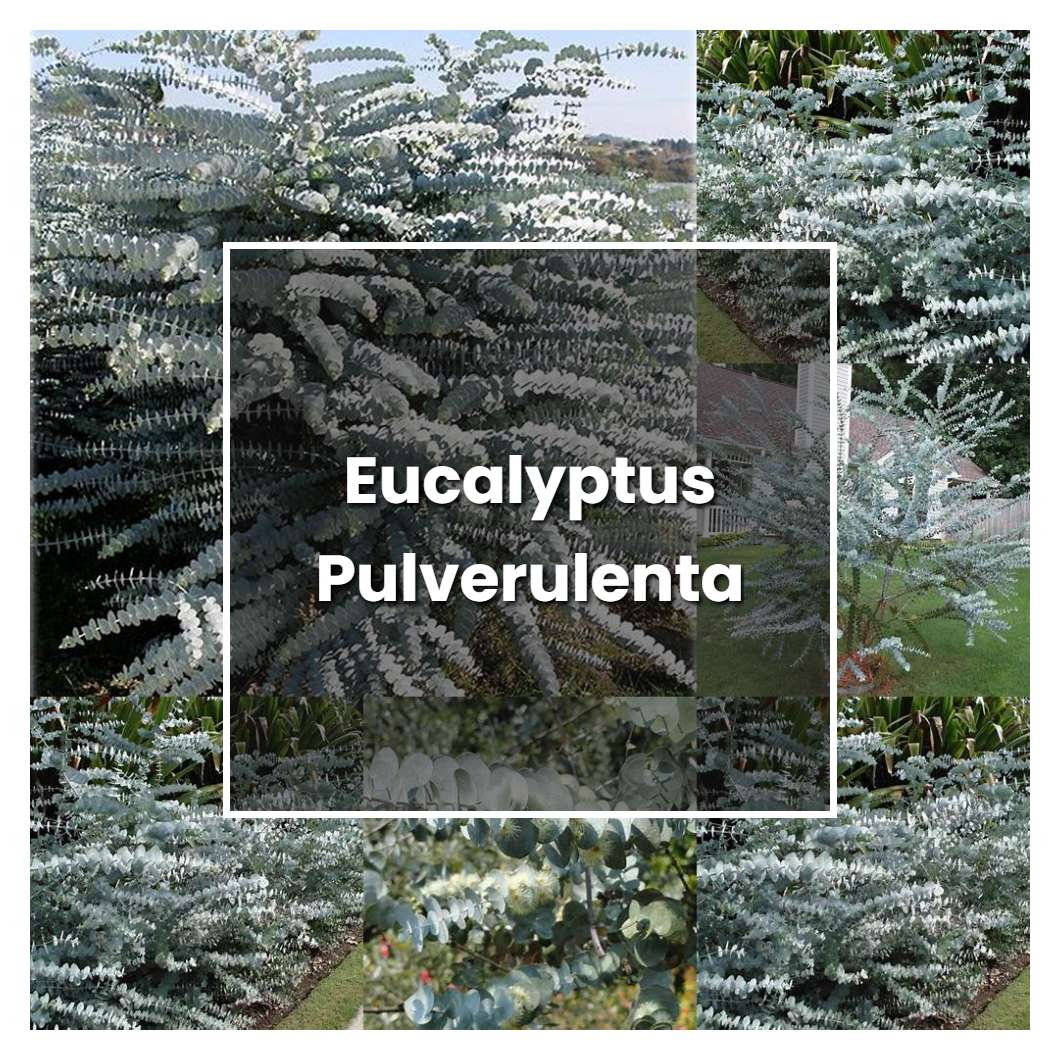 How to Grow Eucalyptus Pulverulenta - Plant Care & Tips