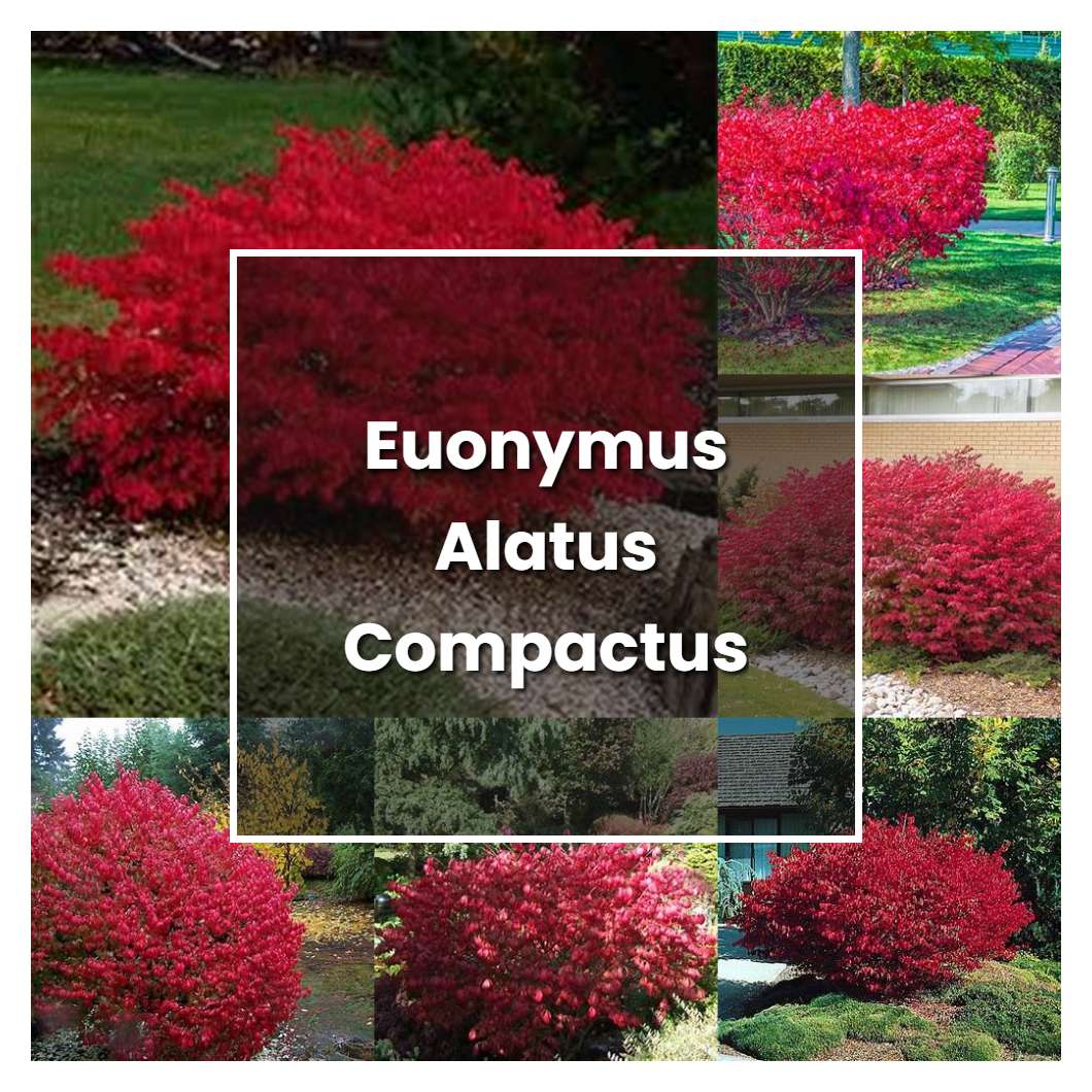 How to Grow Euonymus Alatus Compactus - Plant Care & Tips