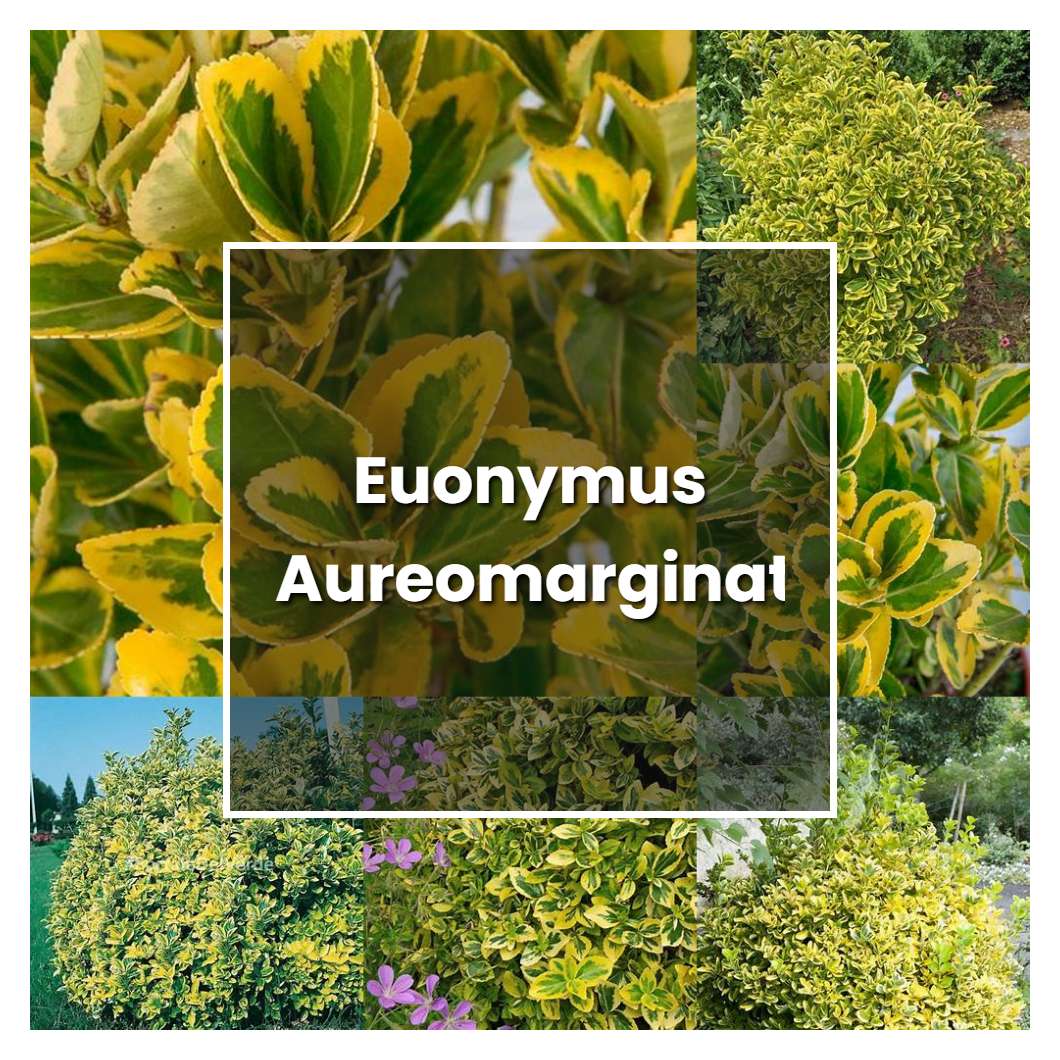 How to Grow Euonymus Aureomarginatus - Plant Care & Tips