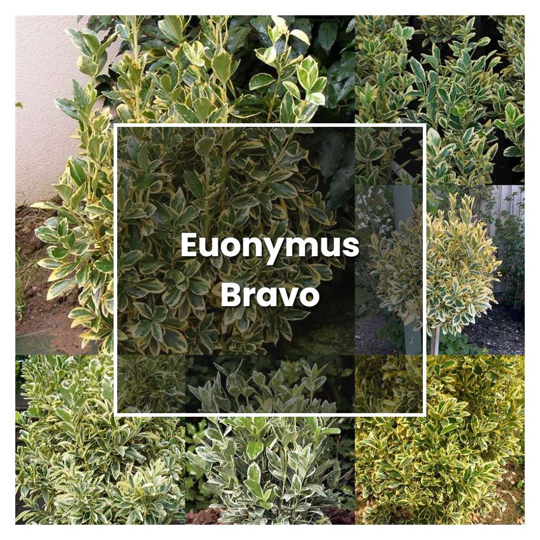 How to Grow Euonymus Bravo - Plant Care & Tips