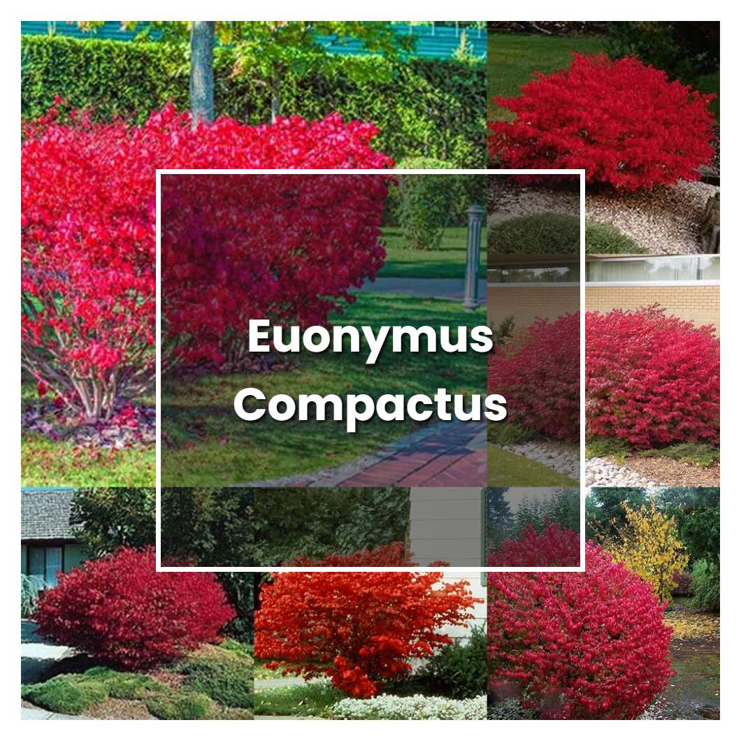 How to Grow Euonymus Compactus - Plant Care & Tips