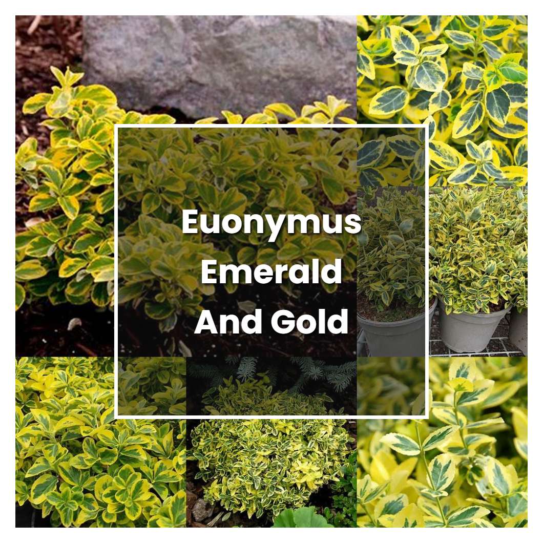 How to Grow Euonymus Emerald And Gold - Plant Care & Tips