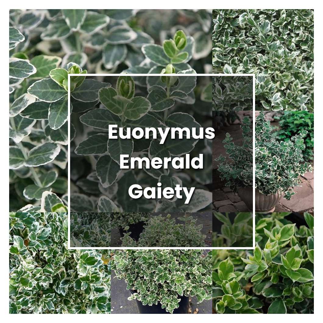 How to Grow Euonymus Emerald Gaiety - Plant Care & Tips