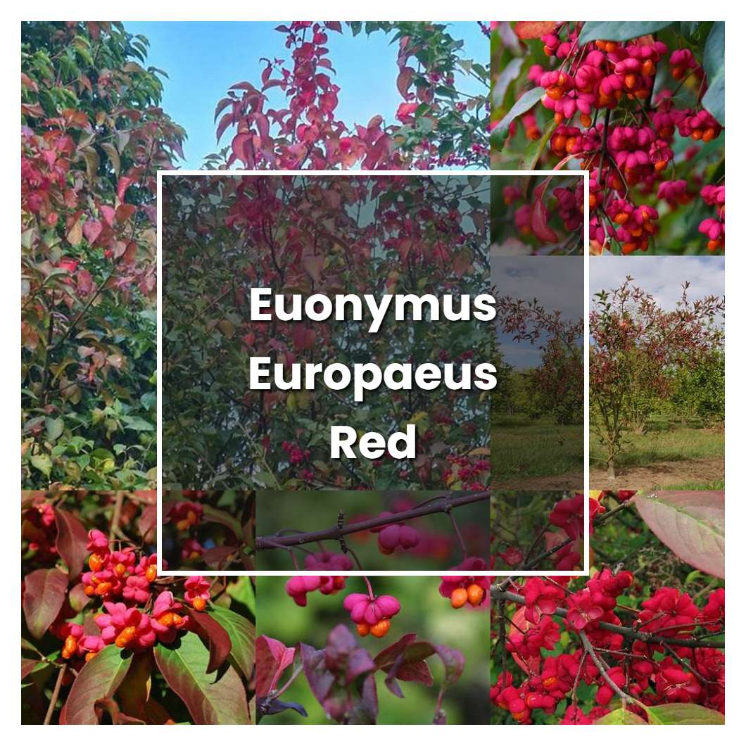 How to Grow Euonymus Europaeus Red Cascade - Plant Care & Tips