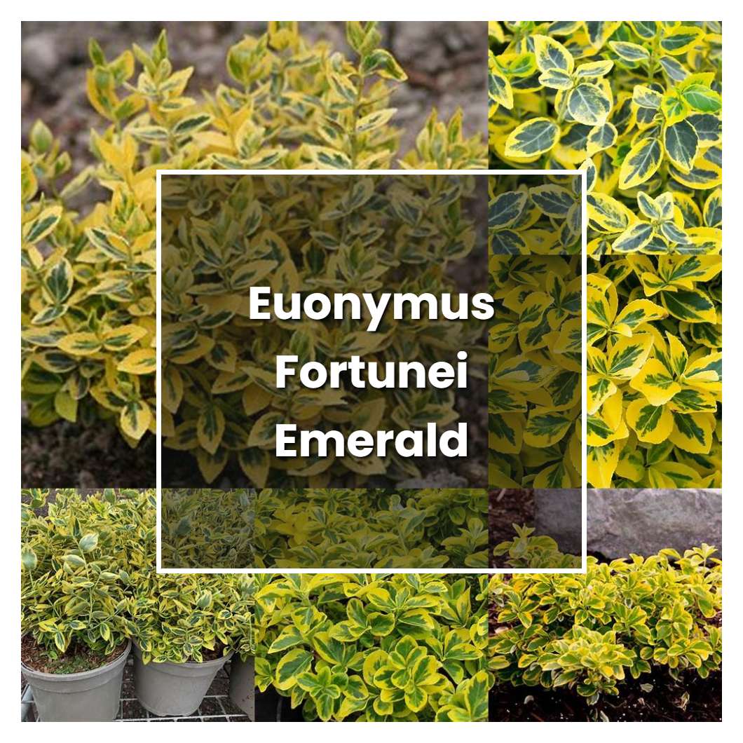 How to Grow Euonymus Fortunei Emerald Gold - Plant Care & Tips