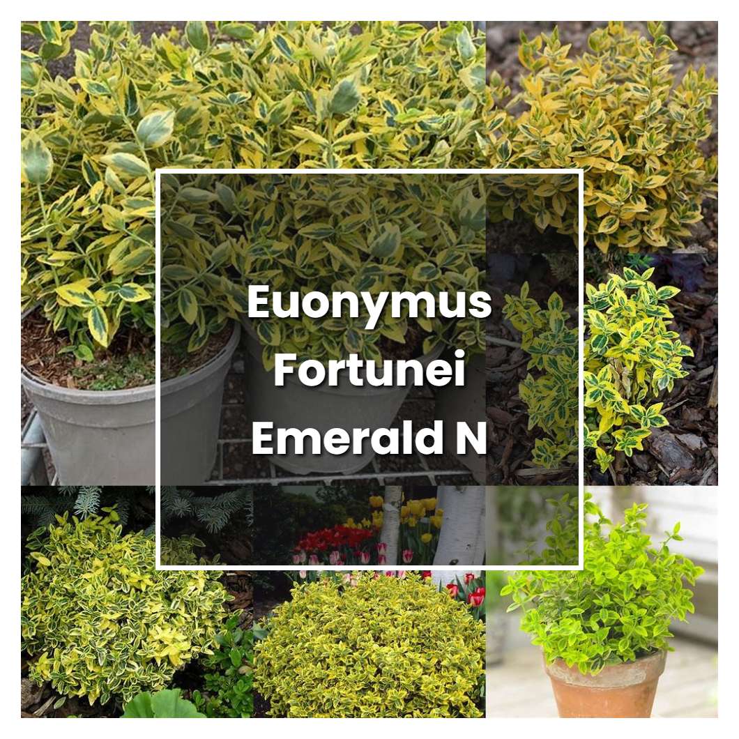 How to Grow Euonymus Fortunei Emerald N Gold - Plant Care & Tips