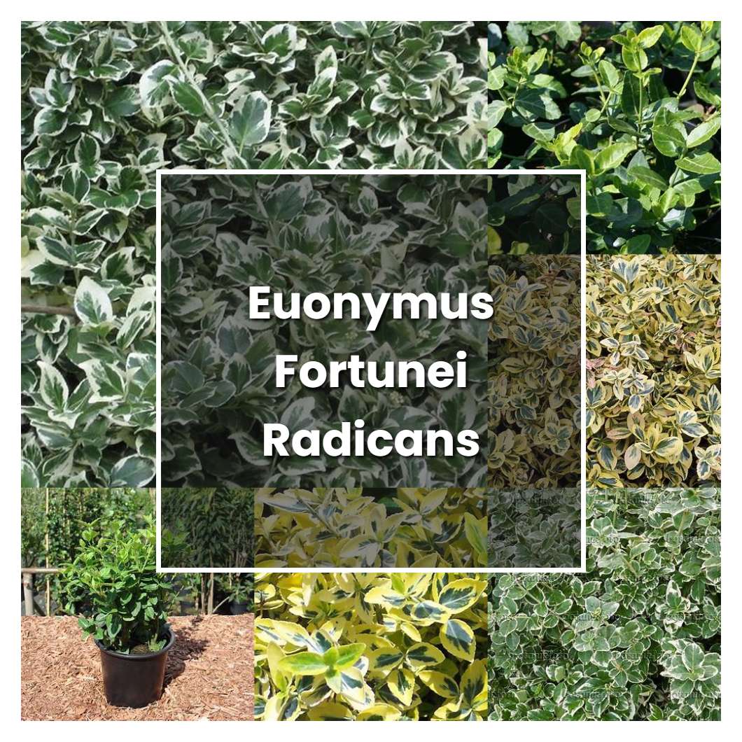 How to Grow Euonymus Fortunei Radicans - Plant Care & Tips