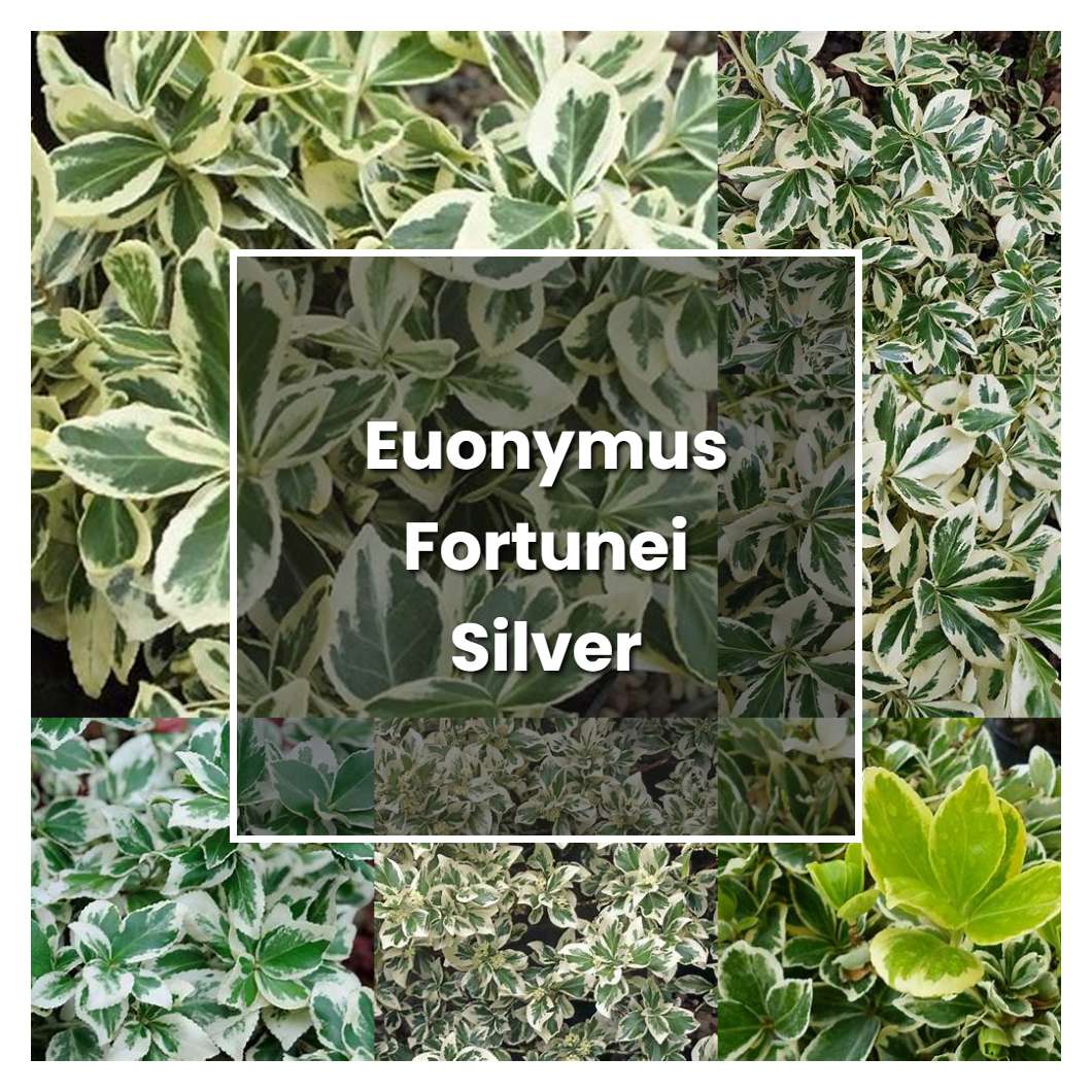 How to Grow Euonymus Fortunei Silver Queen - Plant Care & Tips