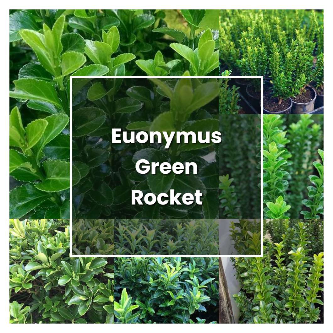 How to Grow Euonymus Green Rocket - Plant Care & Tips