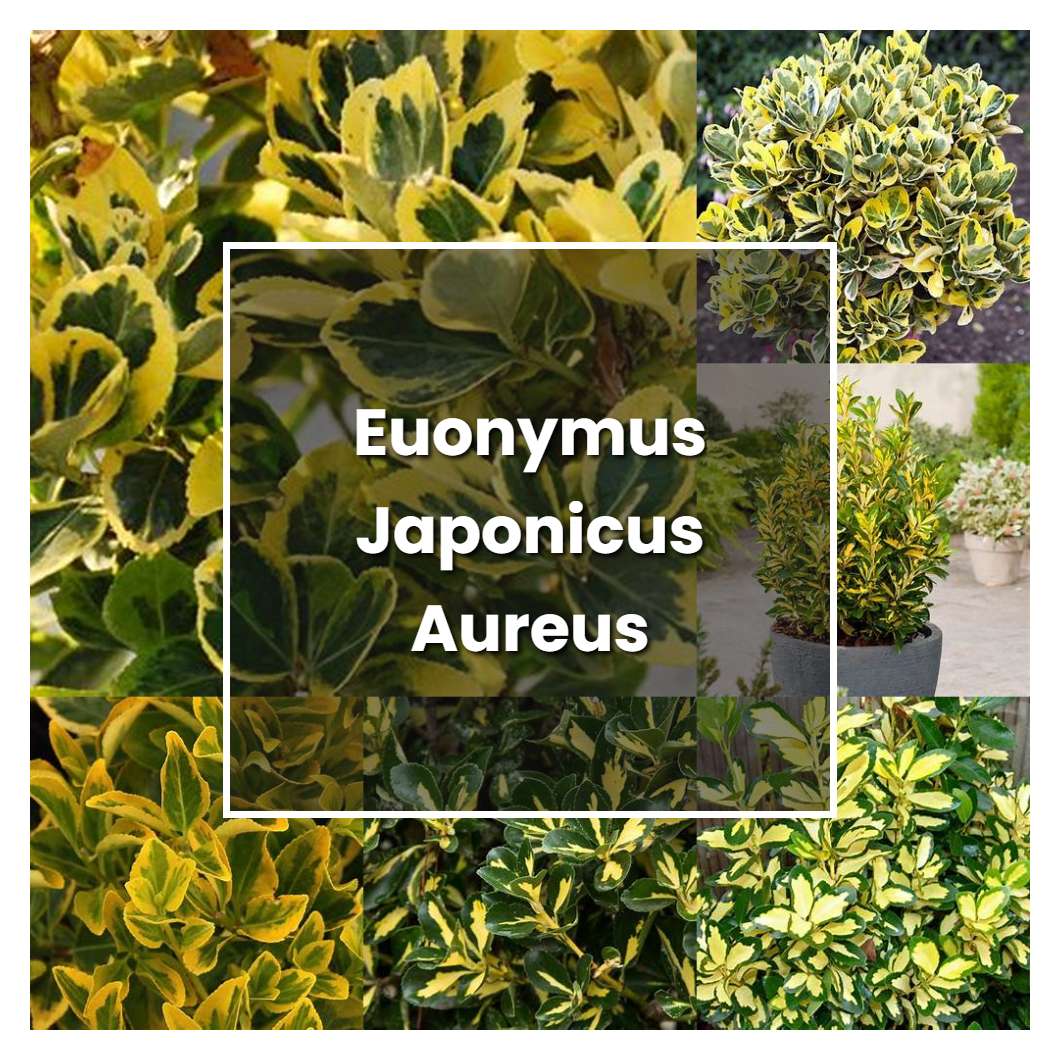 How to Grow Euonymus Japonicus Aureus - Plant Care & Tips