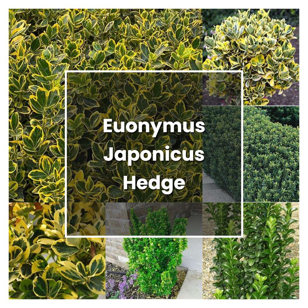 How to Grow Euonymus Japonicus Hedge - Plant Care & Tips