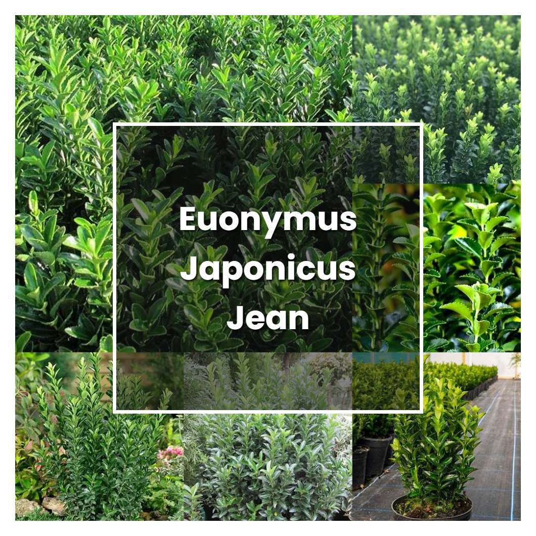 How to Grow Euonymus Japonicus Jean Hugues - Plant Care & Tips