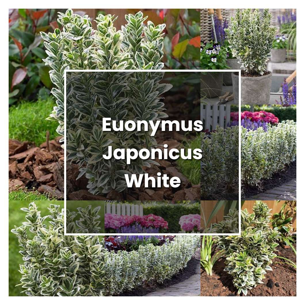 How to Grow Euonymus Japonicus White Spire - Plant Care & Tips