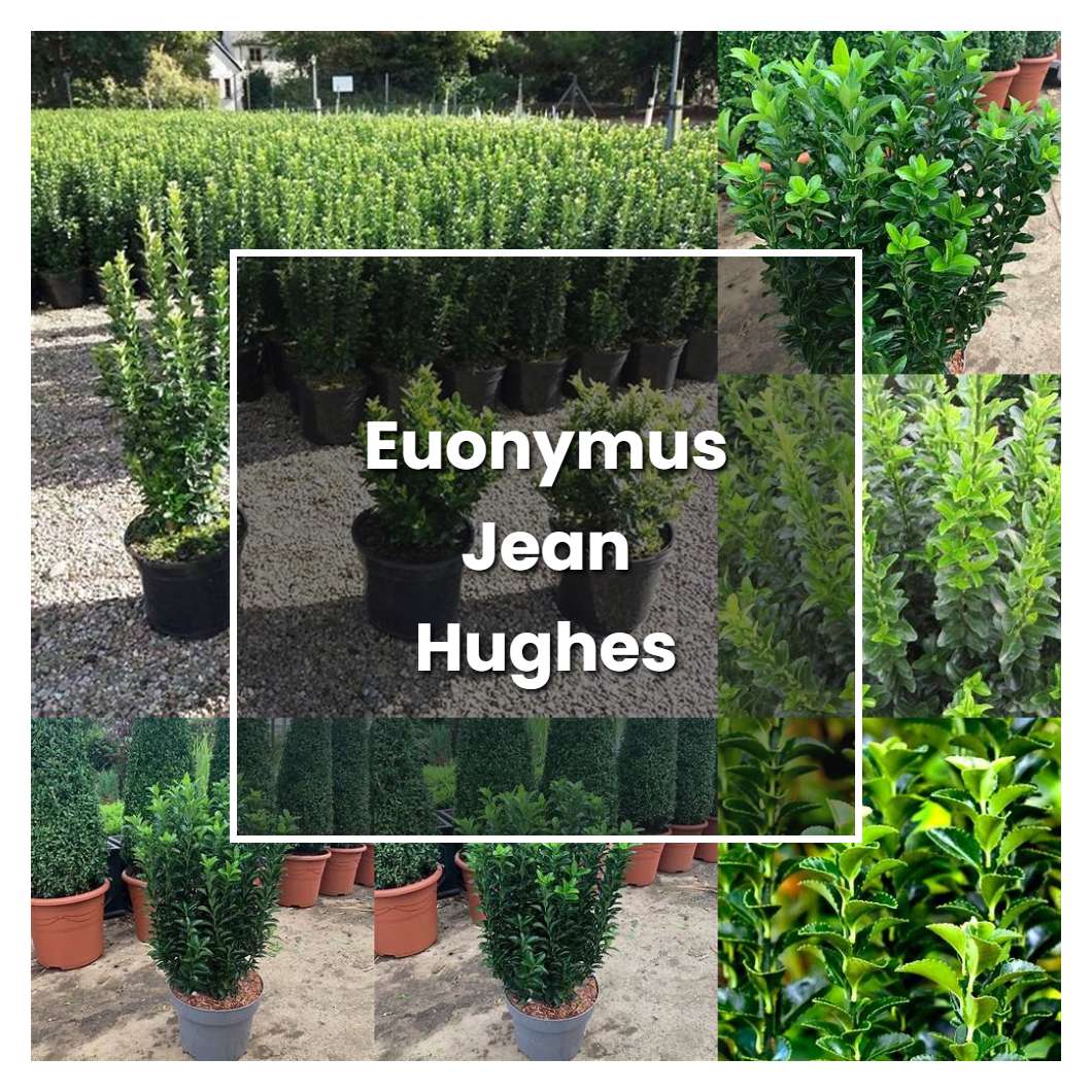 How to Grow Euonymus Jean Hughes - Plant Care & Tips