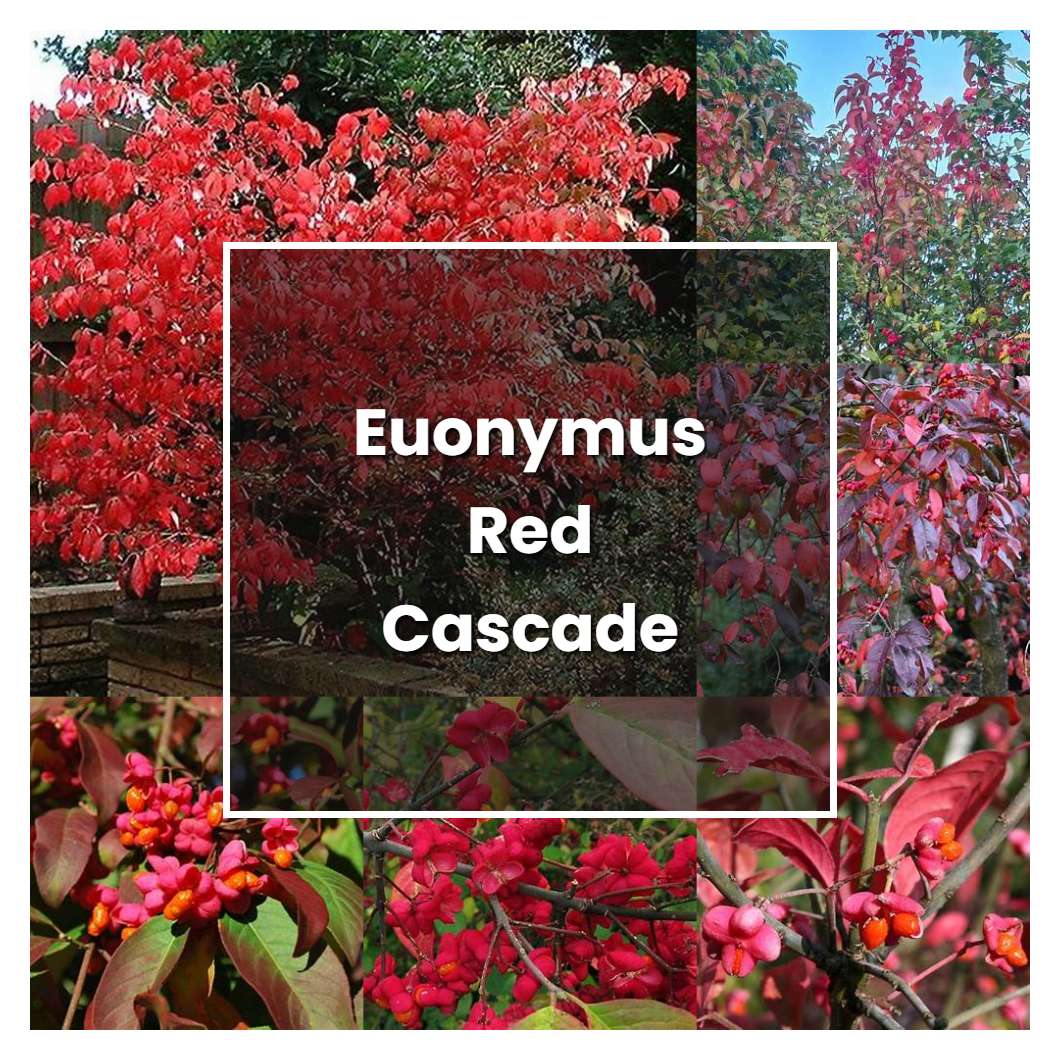 How to Grow Euonymus Red Cascade - Plant Care & Tips
