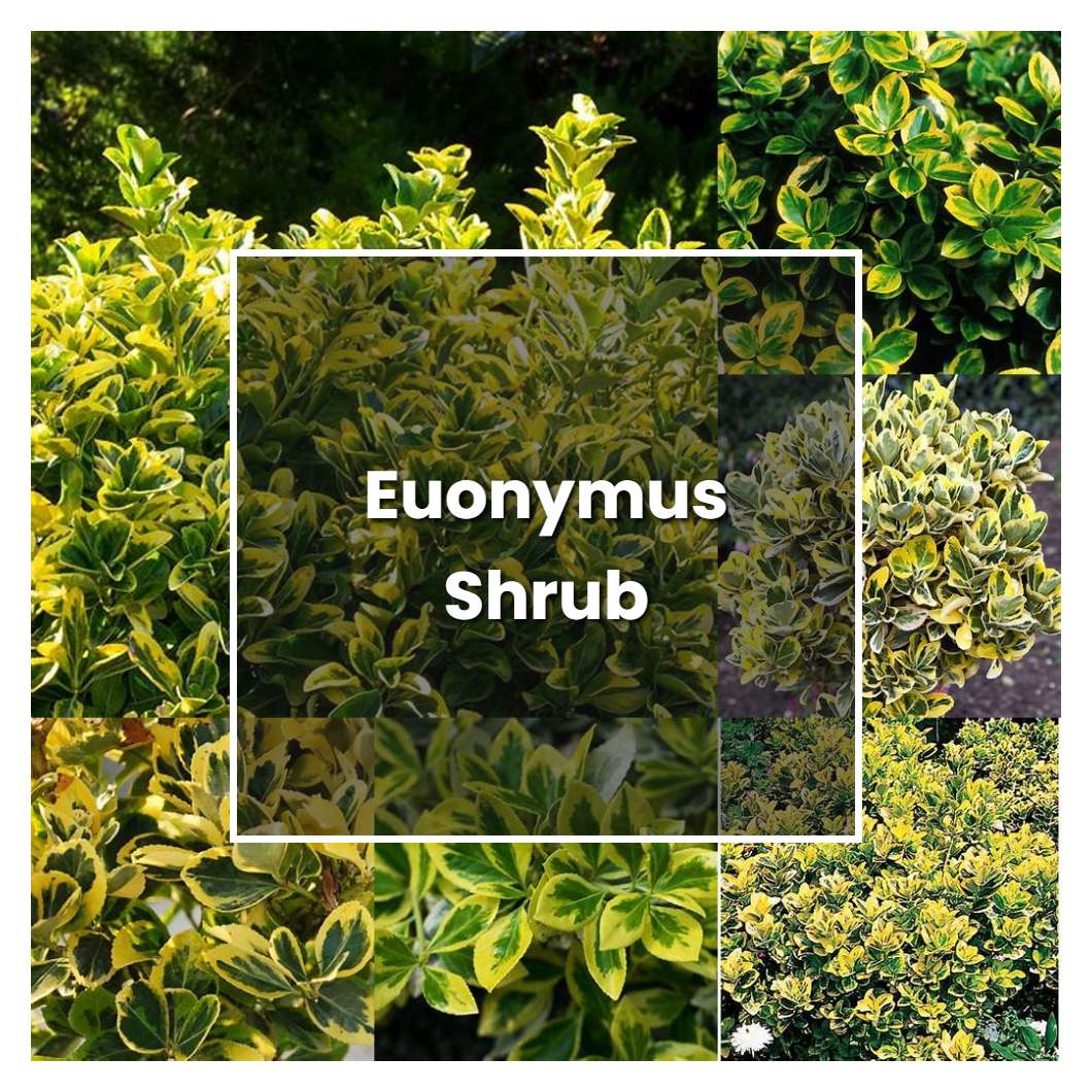 How to Grow Euonymus Shrub - Plant Care & Tips
