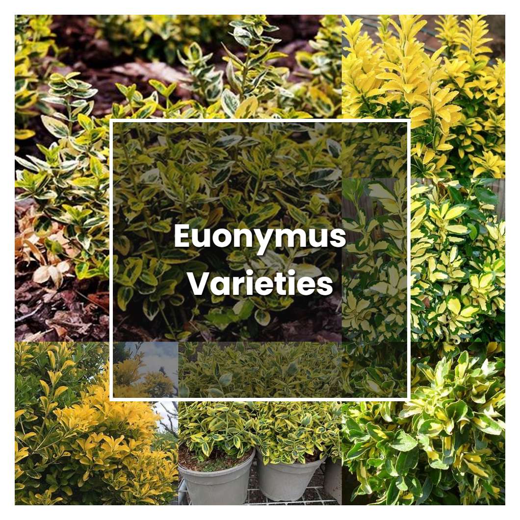 How to Grow Euonymus Varieties - Plant Care & Tips